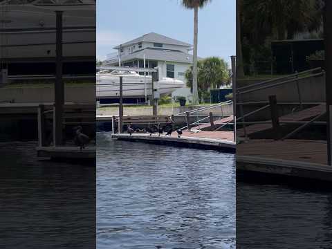 Sunbathing #hangout #wildlife #swimming #florida #birds #summer #tropicalstorm #boating #nature