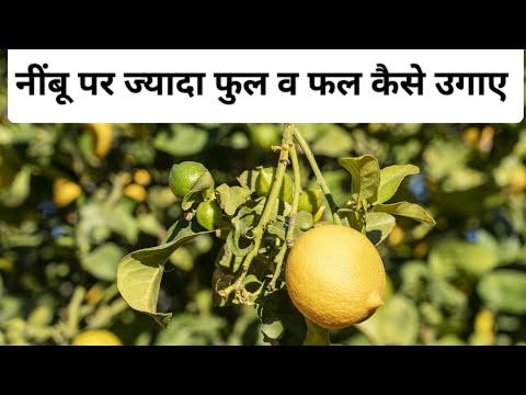 नींबू पर ज्यादा फुल व फल लाने का तरीका | lemon plant flowering problem solution | Nimbu plant flower