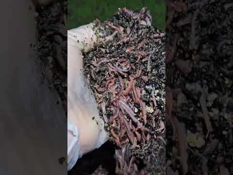 #squishy #squishyalert #hungrybin #vermicomposting #redwigglers #farming #vermicompost #wormfarming