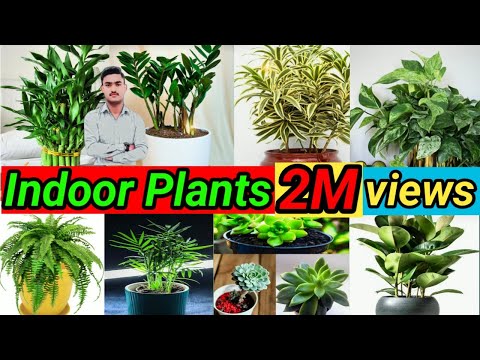 Top 10 Bast Indoor Plants India! Bast indoor plant for Decoration! Bast Indoor Plants for Clean Air