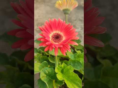 Beautiful Gerbera daisy flowers #gerbera #gerberadaisy #winterflower #easygardeningtips