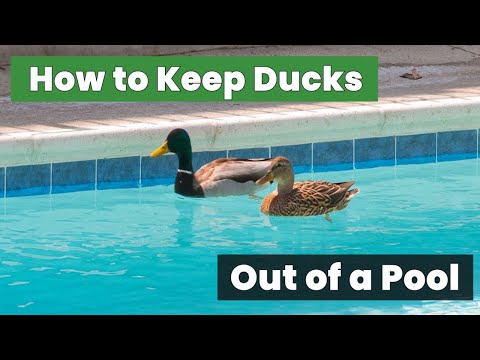 How to Keep Ducks Out of a Pool: Secrets Every Pool Owner Should Know