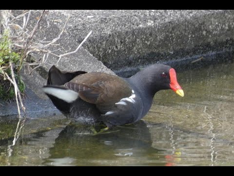 水掻きがない水鳥バンの泳ぎ 2024.04.18