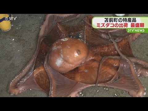 正月用のミズダコ出荷ピーク　重さ２０キロ超も…　北海道苫前町