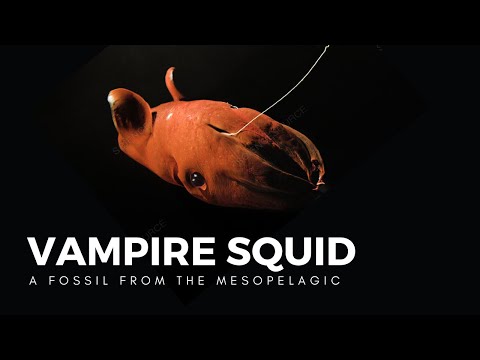 The Vampire Squid, a Living Fossil of the Abyss