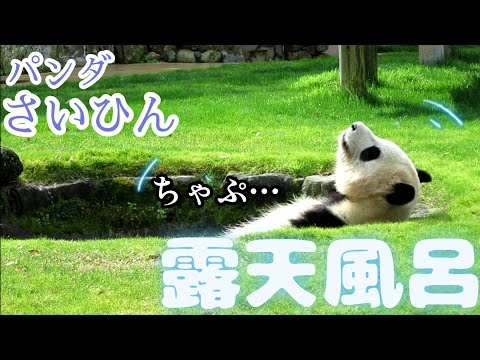 極楽極楽でつ～♪一仕事終えた彩ちゃん露天風呂でリラックス😊【パンダ彩浜🌈】