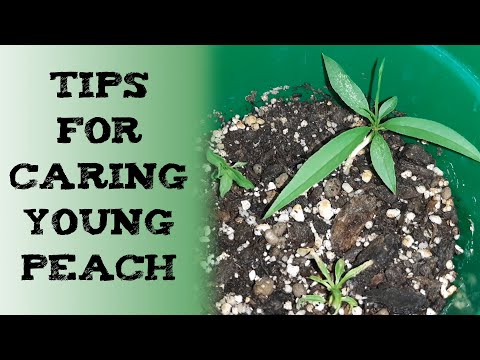 How to Grow and Care for Peach Trees 你如何照顾一棵年轻的桃树 आड़ू के पेड़ की देखभाल cuidadosárbol duraznero