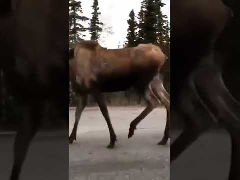 Moose mother and her twins.