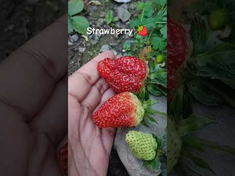 growing strawberries at home #strawberry #shorts #organic #ytshorts #shorts