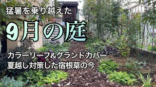 【９月の庭】猛暑を乗り越えた宿根草/夏越しの為にした事/カラーリーフとグランドカバー/白絹病の対応