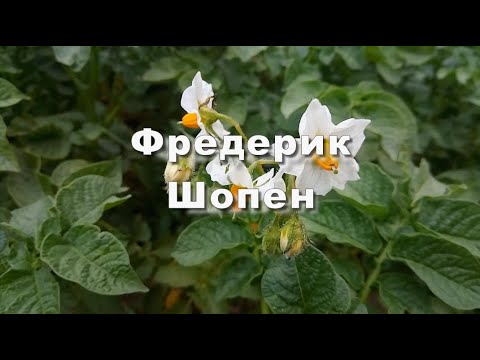 Фредерик Шопен, мазурка для фортепиано ля минор  Музыка для души