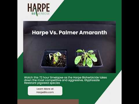 HB PalmerAmaranth 06 06 22