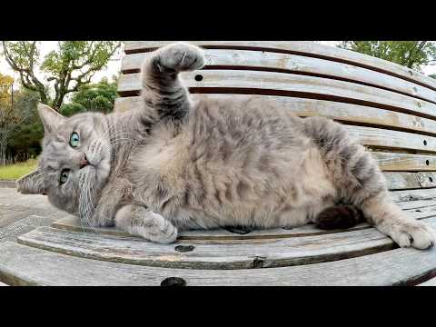 A fat grey cat chases away a black cat and monopolizes the person's lap