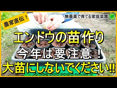 【スナップエンドウ】成功は苗作りから！種まき～育苗のコツ【有機農家直伝！無農薬で育てる家庭菜園】　24/10/26