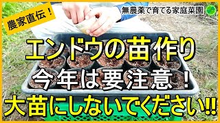 【スナップエンドウ】成功は苗作りから！種まき～育苗のコツ【有機農家直伝！無農薬で育てる家庭菜園】　24/10/26