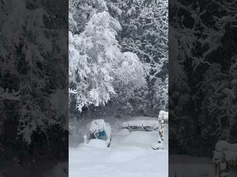 暴雪中的橡樹林/Forests in blizzard weather #雪国 #snow #雪見 #winter #降雪 #snowboarding