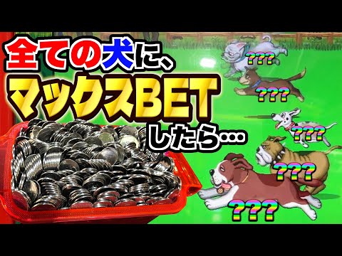 １０レース全ての犬たちにマックスBETしてみたらメダルは増えるのか検証した結果！！www【わんわんレース】【メダルゲーム】