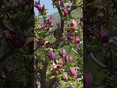 A beautiful Mynah in a Magnolia tree in Chashmeshahi Garden in Srinagar, Kashmir!