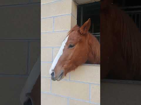 🐴💖🎵 Horse Eating Apple #horse #horses #horselovers #horselover #horselife #horselove #horsesounds