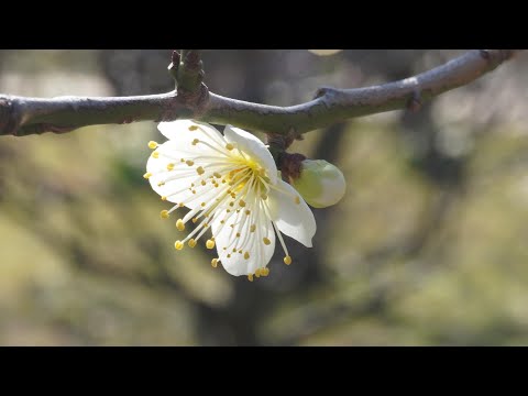 大阪城公園　梅林園　紅白の梅花