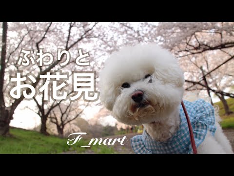 ふわりとお花見　-ビションフリーゼ犬ｰ