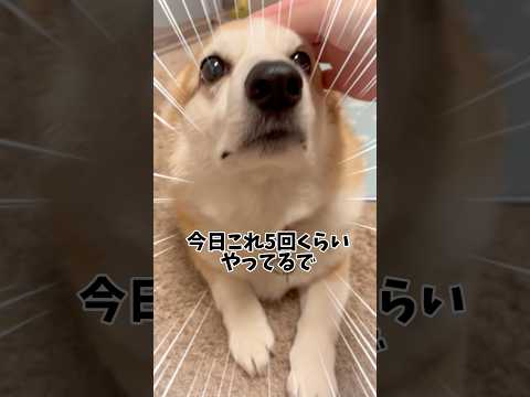 今年も飼い主の誕生日プレゼントおねだりやってみたww#犬動画 #コーギー #コーギー犬 #ウェルシュコーギー #わんこ #わんこ動画 #犬のいる生活 #犬 #いぬのきもち #コーギー大好き