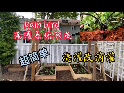 Rain bird 浇灌系统改造 | 浇灌改滴灌 | 滴灌改造DIY | 超简单