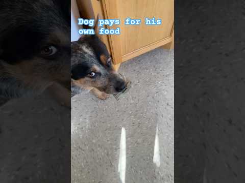 Dog pays for his own food(getting groceries in 2024) #shortsvideo #dog #heeler