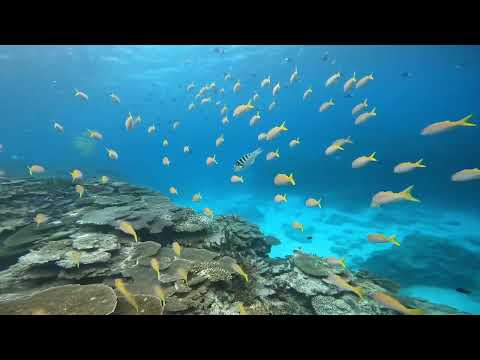 Scuba diving Chibishi Islands Okinawa Japan