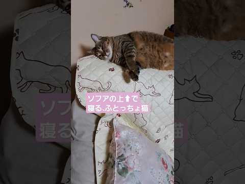 ふとっちょ猫の寝場所、最高の場所#shorts #キジ猫#ねこ