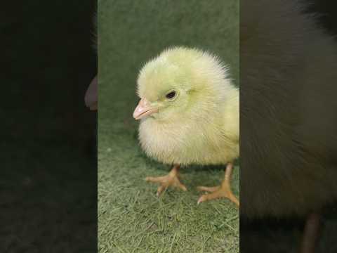 Cute color colorful chick #chicks #cute #birds #hen