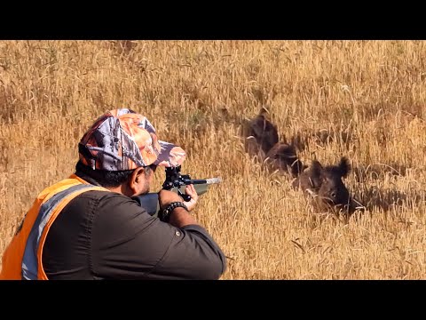 ACTION WILD BOAR HUNT IN FIELD - TARLADA AKSİYON DOLU DOMUZ AVI