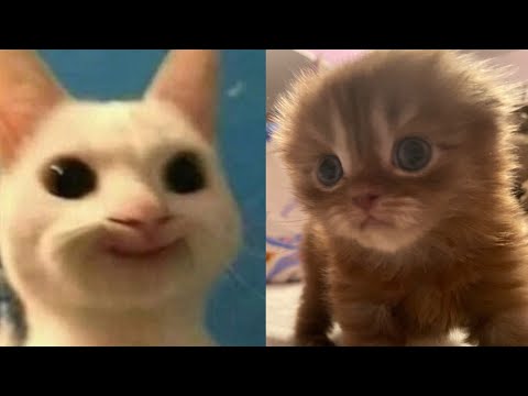 BEST FUNNY MEMES WITH CATS COMPILATION 16