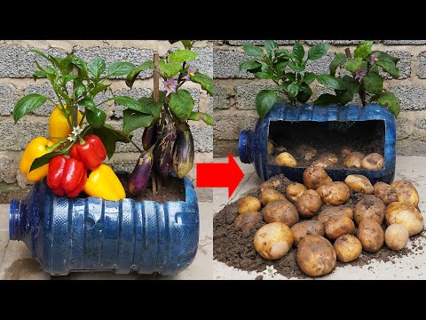 One Garden Idea GROWS Potatoes, Eggplant, and Bell Peppers FAST!