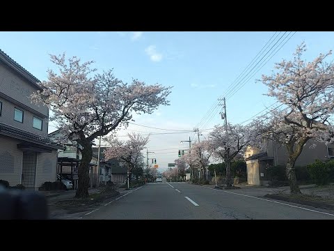 2024.4.12　action　桜　伏木ロード