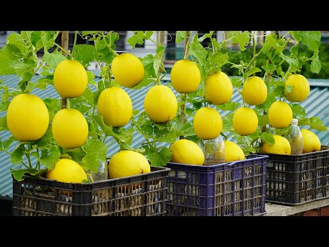 Grow TONS of Yellow Pear Melon! Maximize Your Yield with THIS Method