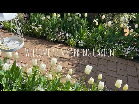 #80 Welcome to my Spring Garden | Tulips and daffodils blooming in the white garden