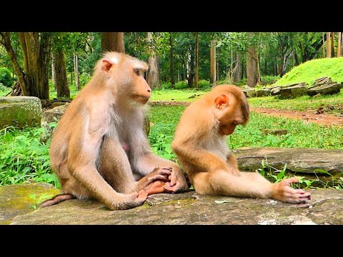 Pregnant Monkey Libby still Loving, Caring her Babies Monkey LEO & Rainbow as Before.