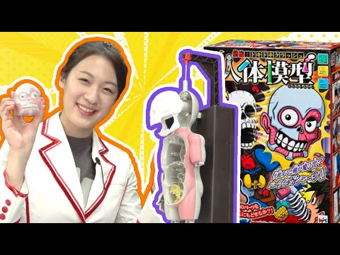 (Science Toys) Scary Human Model Game! Let's learn about organs