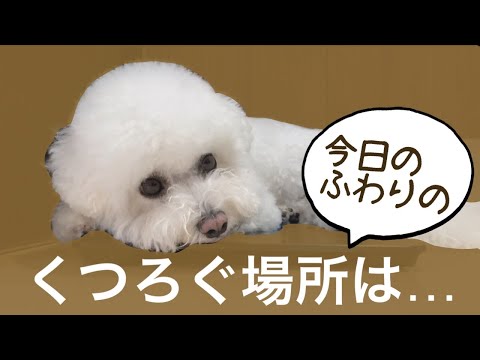 きょうのふわりのくつろぐ場所は… -ビションフリーゼ犬-