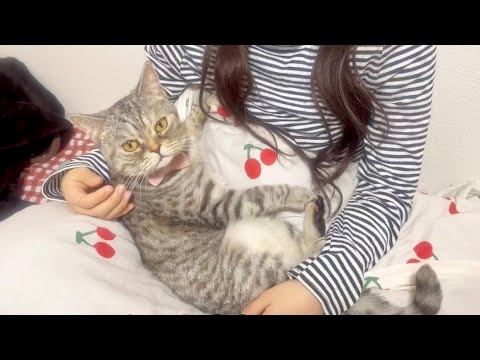 子猫の時に1年間一生懸命お世話するとその後3年経っても猫はこうなります。