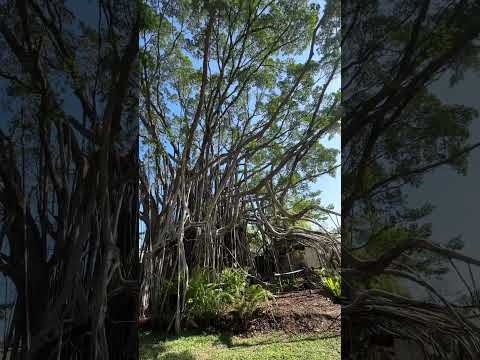 towering tree