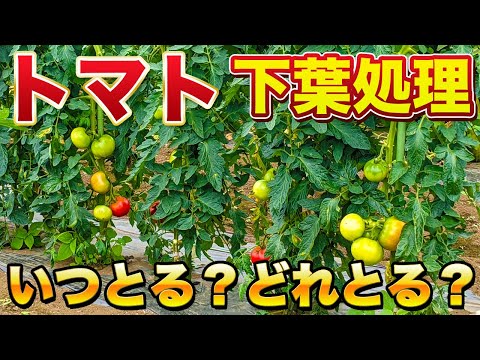 【トマト栽培】下葉処理のタイミング・とり方・残す枚数・なぜとるのか？