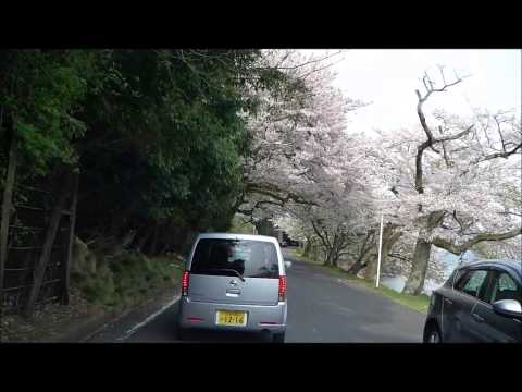 海津大崎の桜　2014　その２