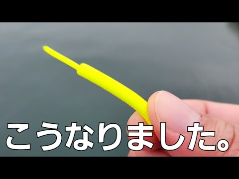 【アジング】マズメ時間にこれだけを投げると…