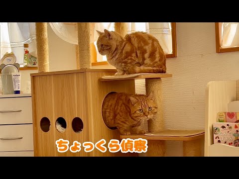 猫がいる家に幼稚園児たちが遊びにくると猫はこうなります。