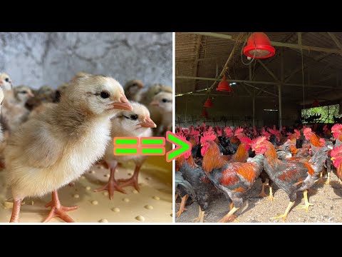 How to raise free range chickens from small to large - effective chicken raising method.