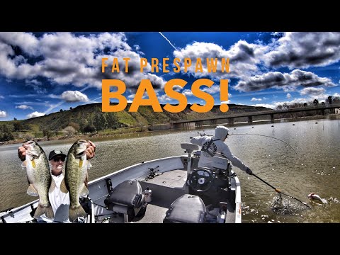 I’m Back!  Catching Fat Pre Spawn Bass!  Ft. There You Go Fishing-Castaic Lake