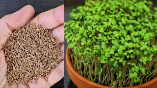 how to grow cumin plants from seeds at home #gardening