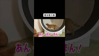 歌を歌う猫w　#shorts